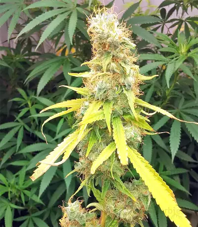 Bangi Haze x Ethiopian Seeds