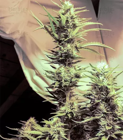 Big Bomb regular (Bomb Seeds)