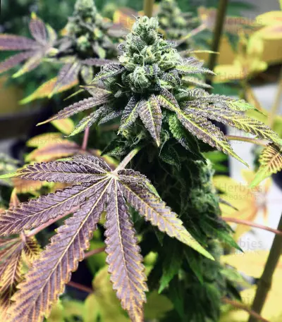 Brain Cake feminized seeds