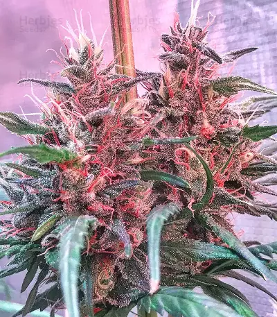 Bruce Banner #3 Seeds (Big Head Seeds)