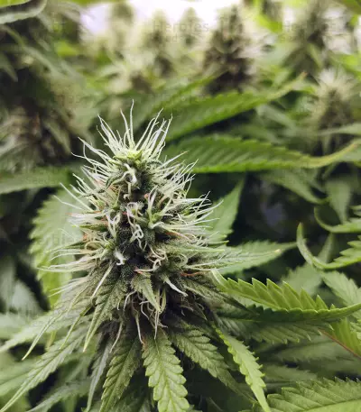 Graines de cannabis CBD Blue Shark (Barney's Farm)