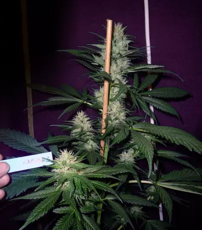 Caribe Regular seeds