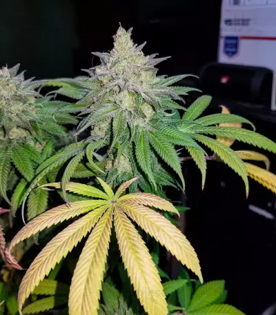 Chemdawg Seeds (Humboldt Seeds Organization)