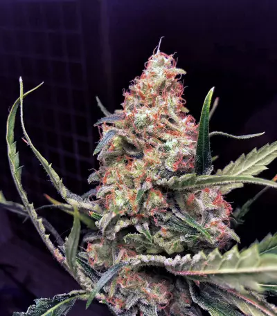 Do-Si-Dos Cookies Seeds
