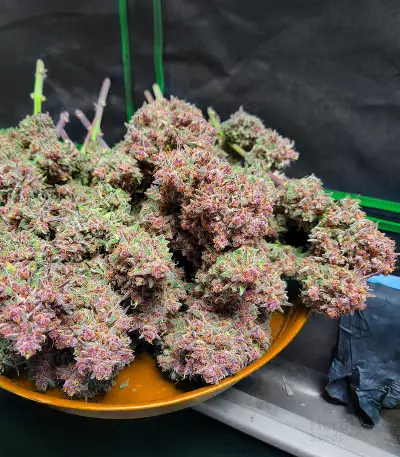 Guava Auto Seeds