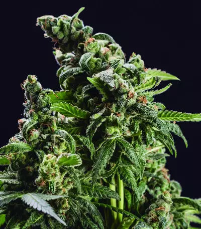 GG#4 Original Glue Seeds (Blimburn Seeds)