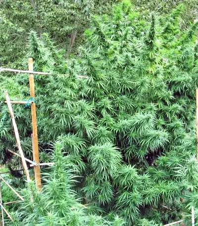 Graines de cannabis Green Haze Regular (Ace Seeds)