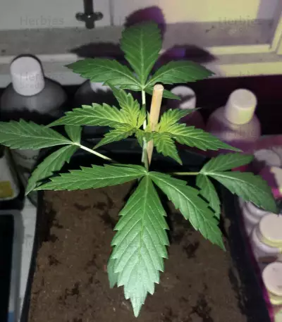 Head Stash Auto feminized seeds