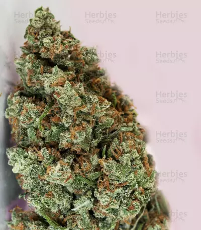 Jack Herer Seeds (Kera Seeds)