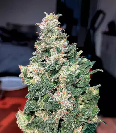 Jack Herer Seeds (The Bulldog Seeds)