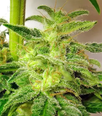 Graines de cannabis Kali China Breeders Pack (Ace Seeds)