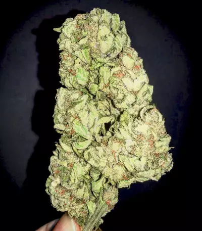 Kush Express Auto Seeds