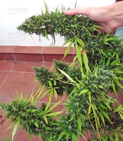 Lebanese Regular strain