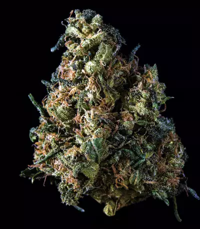 Old Dirty Biker Seeds