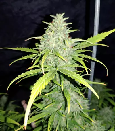 Original Auto Skunk (Fast Buds)