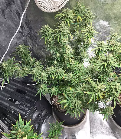 Pakistan Chitral Kush Seeds