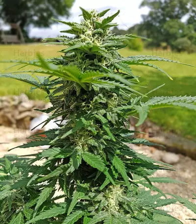 Purple Punch Seeds (Seedstockers)