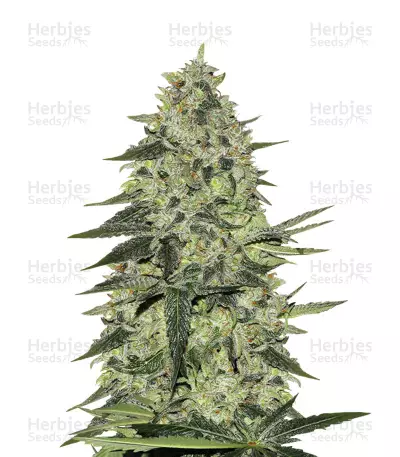 Buy Rhino Ryder Auto feminized seeds