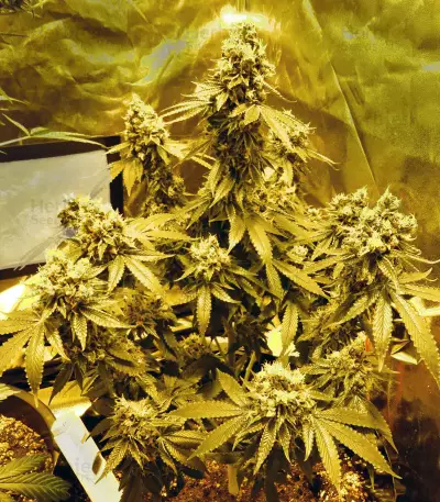Graines de cannabis Sour Tangie (Reserva Privada)