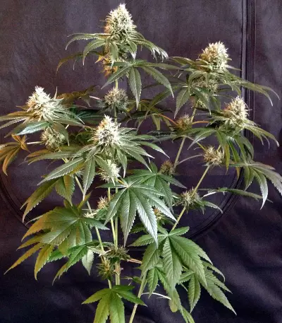Graines de cannabis Sour Tangie (Reserva Privada)
