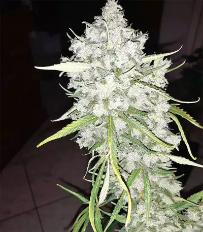 Super Auto Lemon Haze (Original Sensible Seeds)