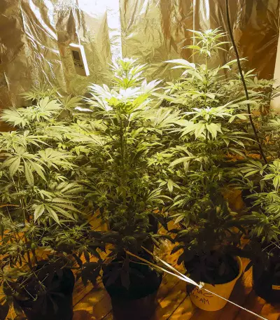 White Kush Feminized Seeds