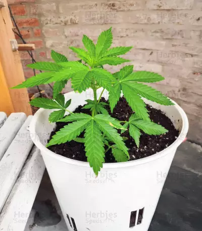 Graines de cannabis Automatic (Big Buddha Seeds)