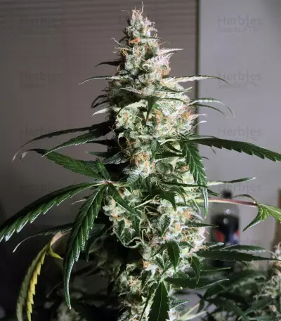 Chiesel (Big Buddha Seeds)