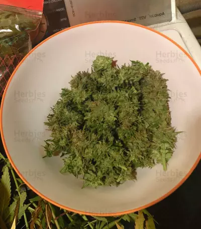 Critical Orange Punch Seeds
