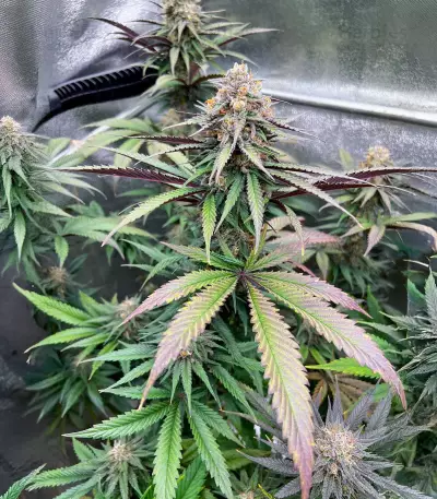 Sementes Feminizadas de Delicious Cookies Early Version (Delicious Seeds)