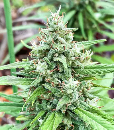 Dozy Whale Seeds (AlphaFem Seeds)