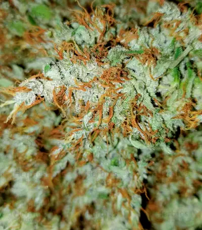 Fruit Punch Auto (Heavyweight Seeds)