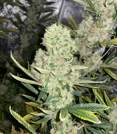 Kalimist (Herbies Seeds)