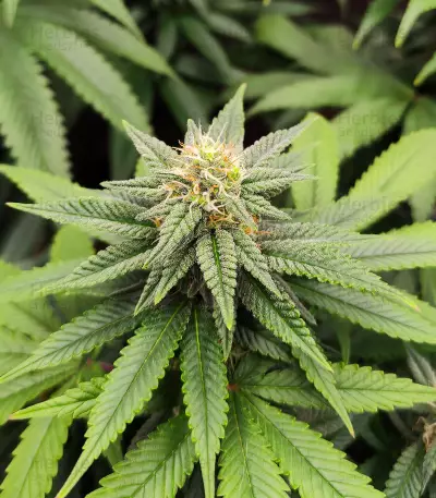 Legendary OG Punch (Legendary Punch) Seeds
