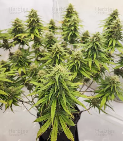 Lemon Haze Fast Version (Herbies Seeds)