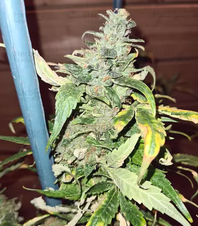 Mango Crunch Seeds