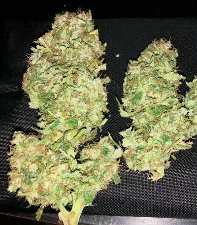 Orange Juice (Dinafem Seeds)