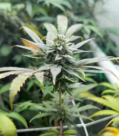 Graines féminisées de Purple Punch F1 (Seedkeepers)