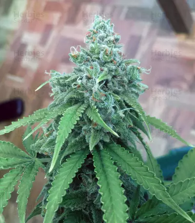 Quick Critical + (Dinafem Seeds)