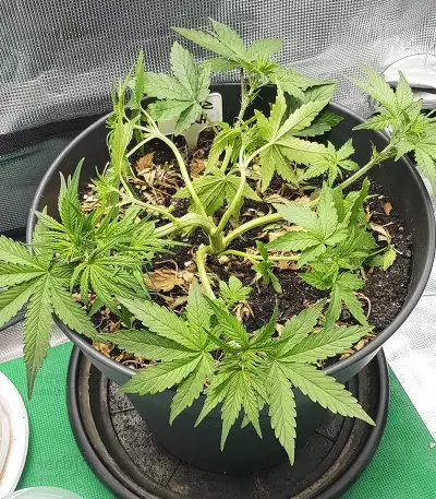 Skywalker Haze feminized seeds (Dutch Passion)