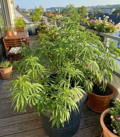 Amnesia Haze Seeds (Royal Queen Seeds)