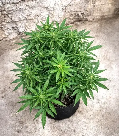 Auto Bruce Banner XXL feminized seeds