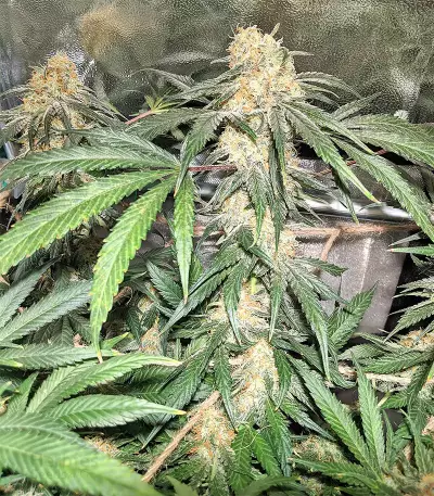 Blackberry Gum Seeds