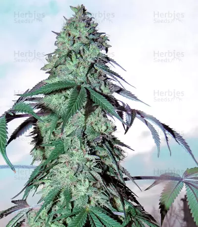 Sementes Feminizadas Blue Gelato 41 (Barney's Farm)