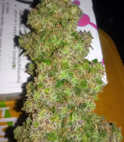 Blueberry Glue Auto (Glueberry Auto) Seeds