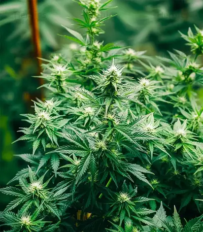 Candy Bubatz XL Auto Seeds