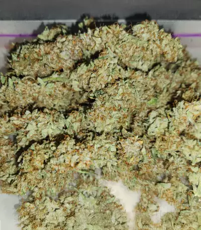Critical Mass Auto
