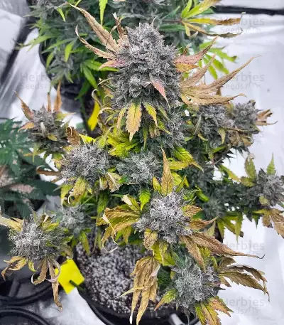 Semi femminizzati di Crème De la Chem Auto