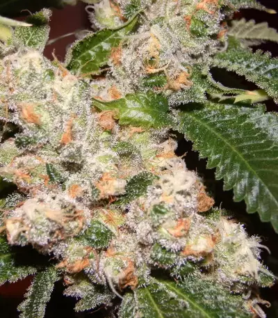 Semi femminizzati Do-G