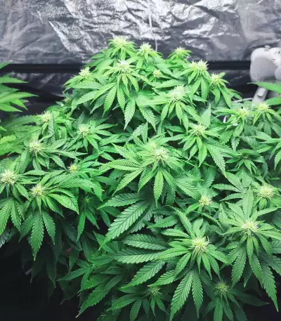 Do-Si-Dos OG Seeds
